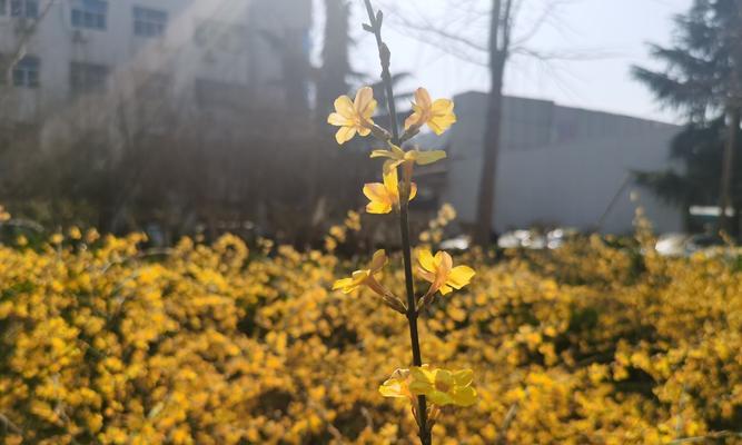 迎春花象征着什么？它的寓意有哪些？