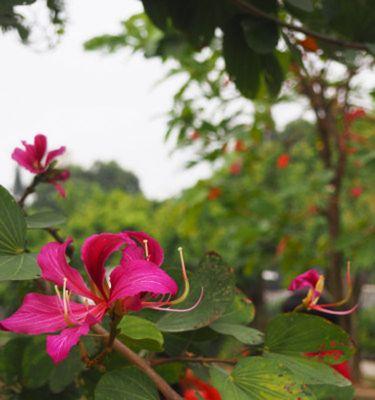 紫荆花象征着什么？紫荆花的花语有哪些含义？