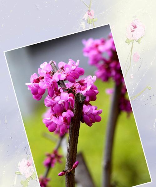 紫荆花的花语是什么？紫荆花寓意有何特别之处？