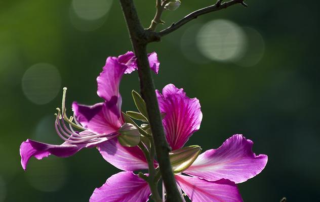 紫荆花花语是什么？了解紫荆花的象征意义和文化背景？