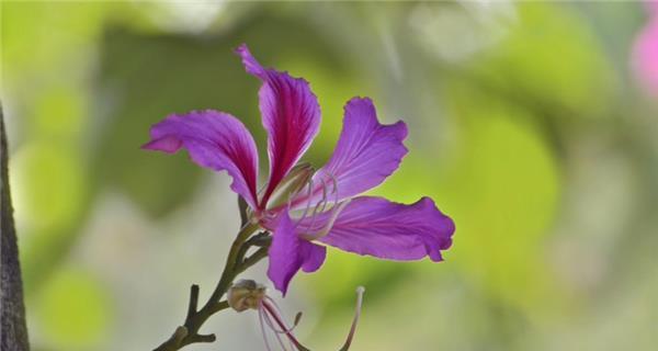 紫荆花花语是什么意思？如何解读紫荆花的象征意义？