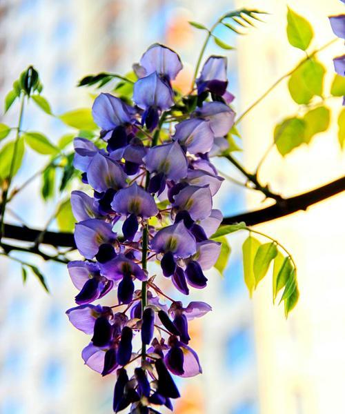 紫藤花的花语是什么？紫藤花寓意有哪些常见问题？