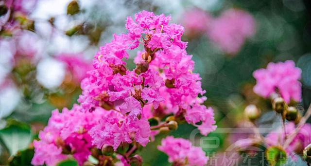 紫薇花的象征意义是什么？如何正确理解紫薇花的花语？