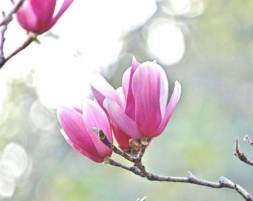 紫玉兰花的花语是什么？如何表达对亲人的爱？