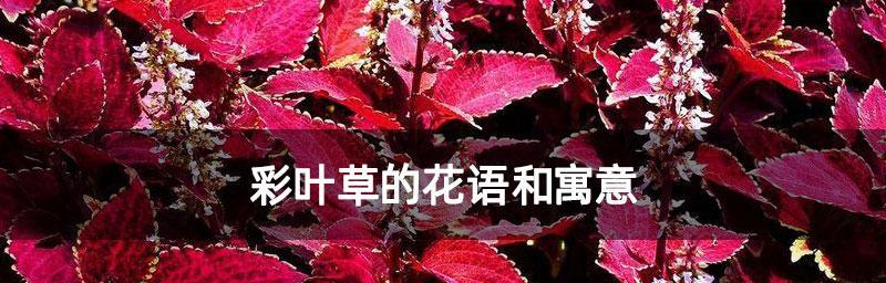 彩叶草的花语是什么？它的象征意义有哪些？