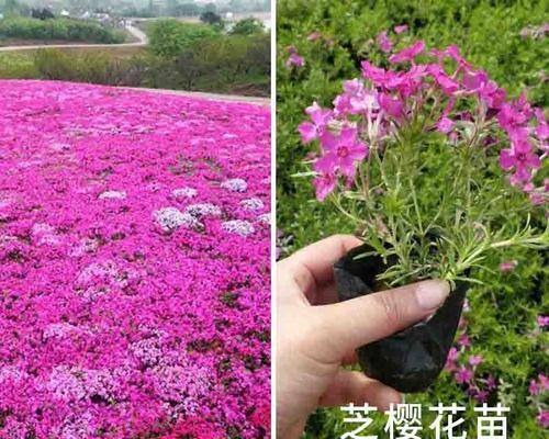 丛生福禄考花语是什么？花语背后的含义有哪些？