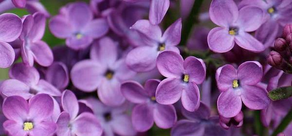 丁香的花语是什么？丁香花代表了哪些含义？