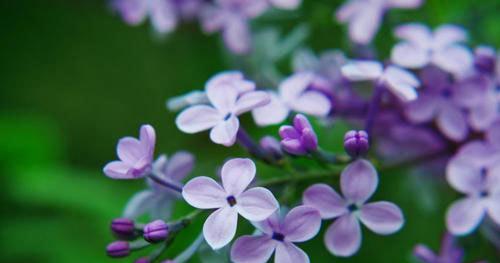 丁香的花语是什么？丁香花代表了哪些含义？