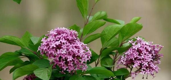 丁香花的花语是什么？了解丁香花的象征意义和文化背景？