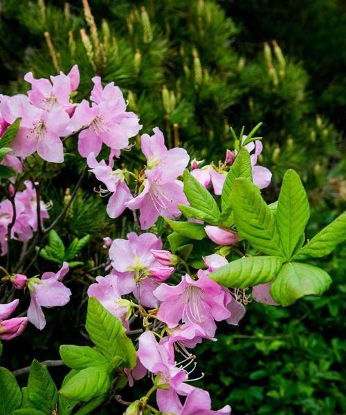 杜鹃花的象征意义是什么？花语背后有哪些故事？