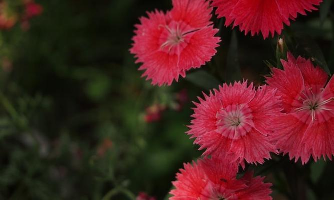 红竹花对阳光的需求是什么？如何正确养护红竹花？