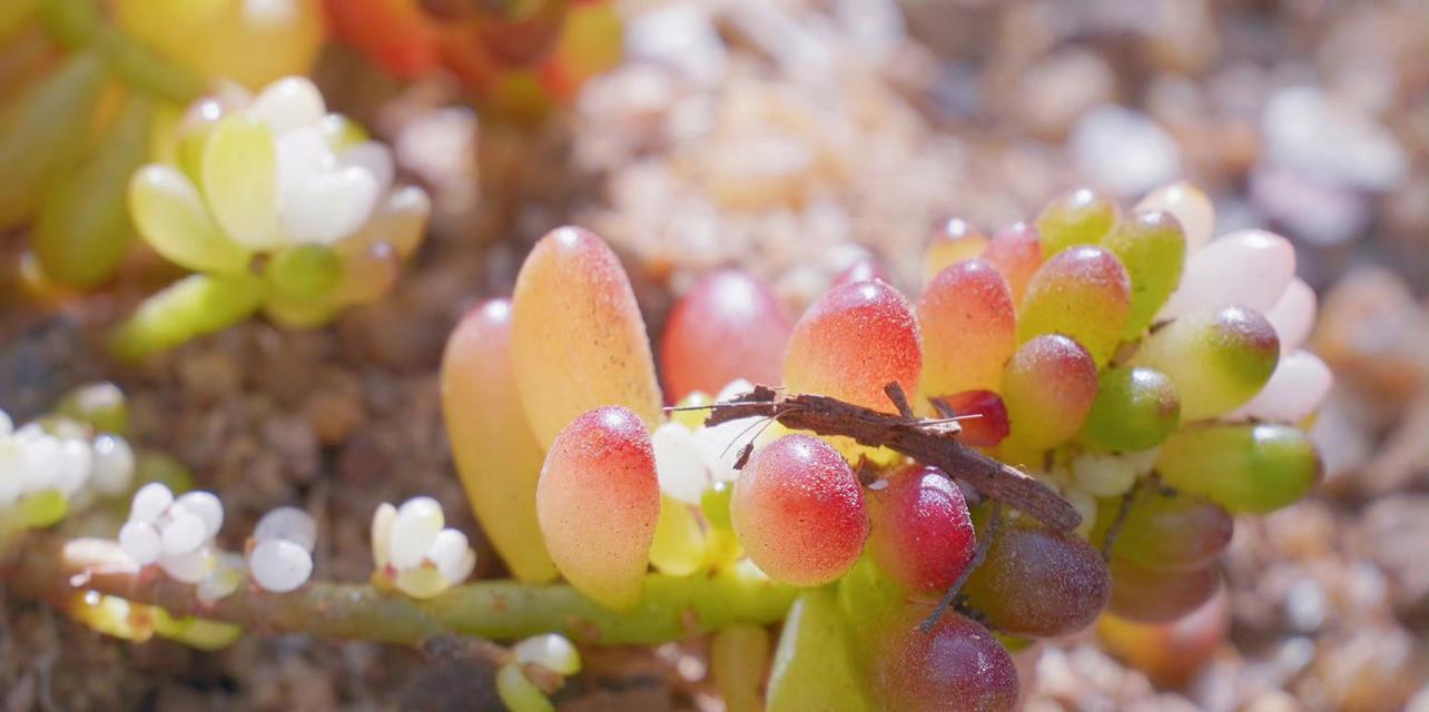 虹之玉开花吗？开花时是什么样子的？