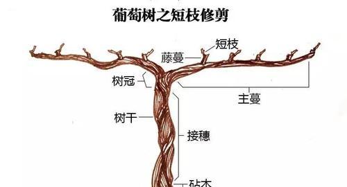 虹之玉修剪方法是什么？如何正确修剪虹之玉？