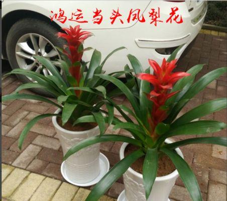 鸿运当头植物需要阳光吗？如何正确养护？