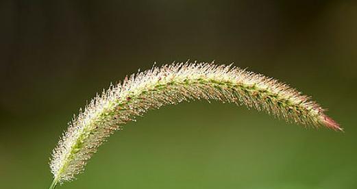 狐尾草冬天会冻死吗？如何在寒冷季节保护狐尾草？