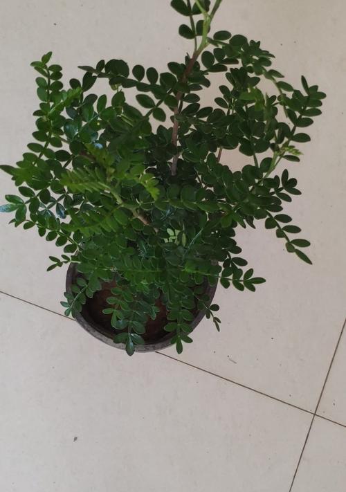 胡椒木适合家里养吗？家里种植胡椒木风水好吗？