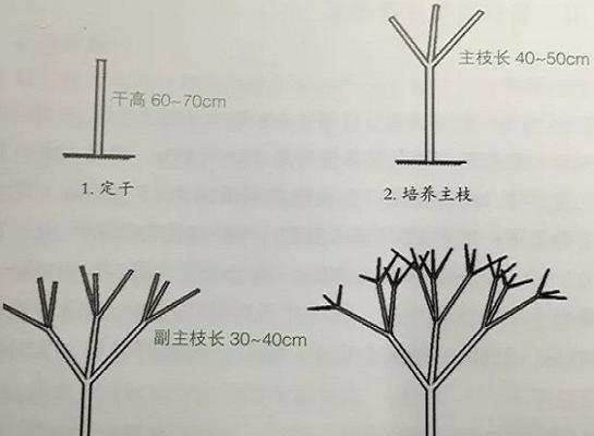 胡椒木修剪方法是什么？如何正确修剪胡椒木？