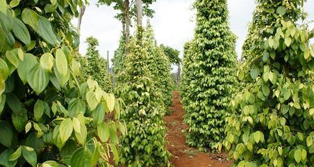 胡椒树种植条件适合在哪里生长？如何选择最佳种植地点？