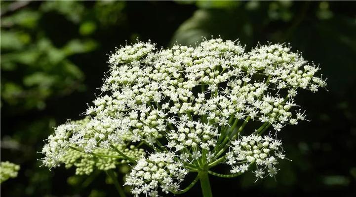 胡萝卜会开花吗？开花时是什么样子的？