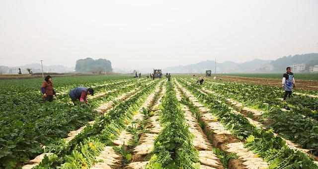 胡萝卜原产地在哪里？追溯胡萝卜的历史起源！