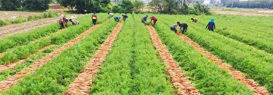 胡萝卜什么时候种植最合适？收获的最佳时机是什么时候？