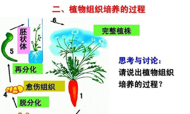 胡萝卜种子怎么催芽？浸泡催芽步骤有哪些？