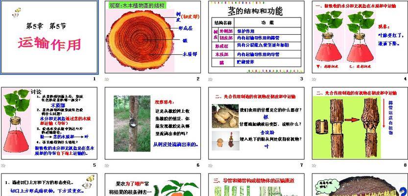 胡萝卜生长周期多长时间？