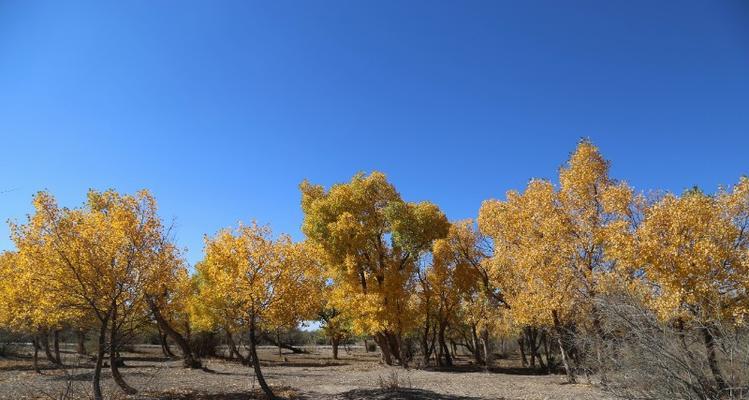 胡杨属于被子植物吗？胡杨的分类和特点是什么？