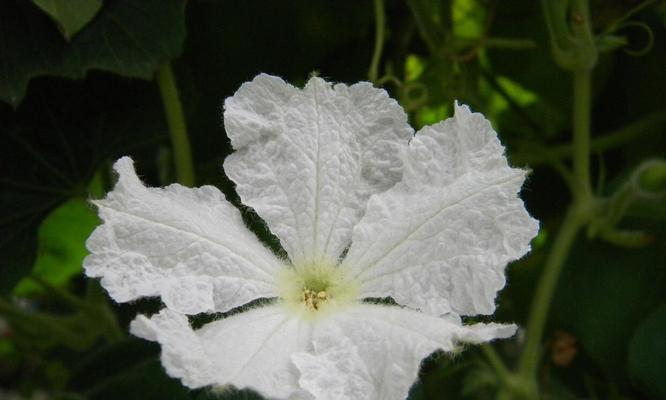 葫芦开花结果需要多久？哪个季节是最佳种植时间？