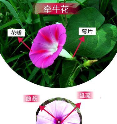 葫芦花是单性花还是双性花？如何区分和识别？