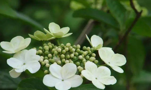 葫芦花是单性花吗？如何区分葫芦花的性别？