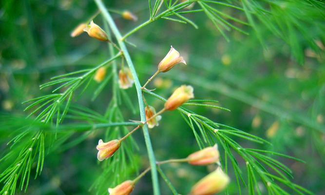 葫芦花是单性花吗？如何区分葫芦花的性别？