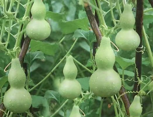 -关键词：【葫芦几年结果实种植多久能长出葫芦果】
-新标题：种植葫芦需要多久才能结果实？从种植到收获葫芦果的全过程是怎样的？