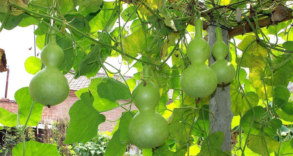 -关键词：【葫芦几年结果实种植多久能长出葫芦果】
-新标题：种植葫芦需要多久才能结果实？从种植到收获葫芦果的全过程是怎样的？