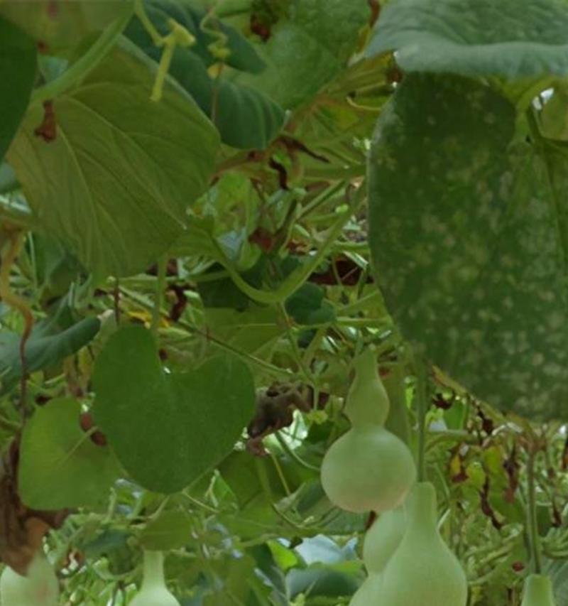 葫芦种植的最佳地点和土壤类型是什么？