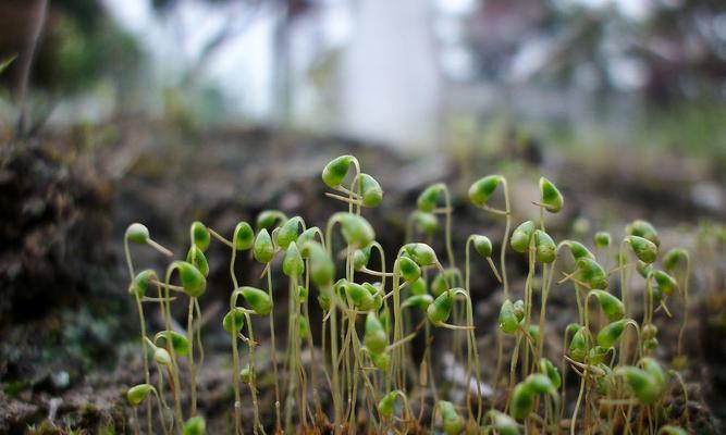 葫芦藓属于被子植物吗？常见误解有哪些？