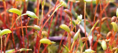 葫芦藓属于蕨类植物吗？它的分类和特征是什么？