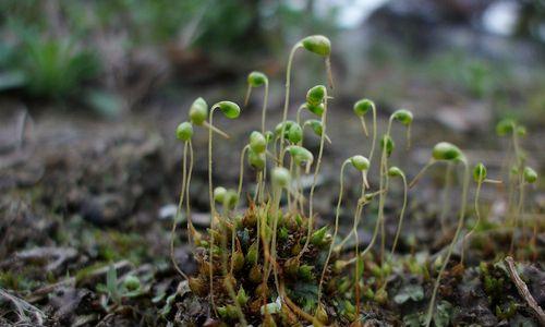 葫芦藓属于种子植物吗？它的繁殖方式是什么？