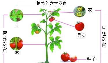 葫芦摘心打顶的最佳时间是什么时候？具体操作步骤有哪些？