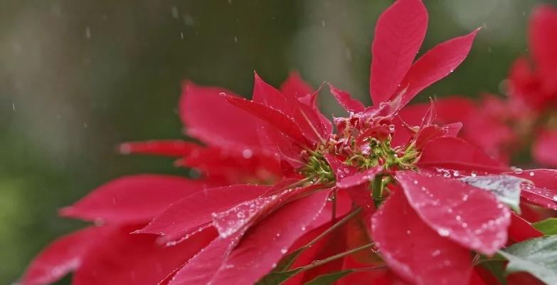 湖南冬天适合种植哪些花卉？如何选择合适的冬季花卉品种？