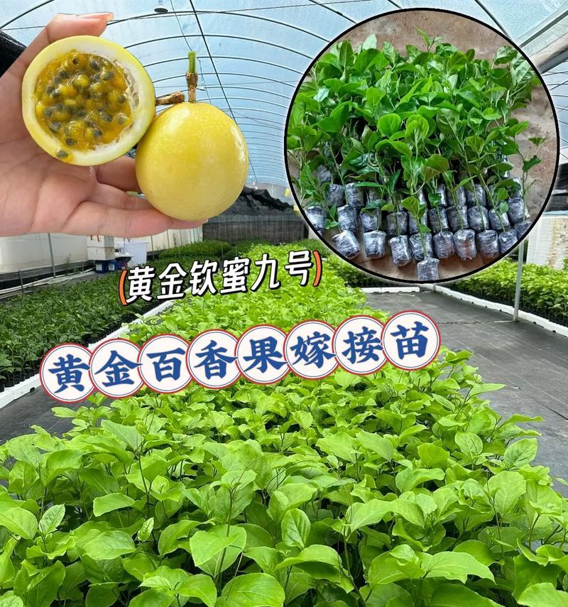 湖南适合种植百香果树吗？种植条件和注意事项是什么？