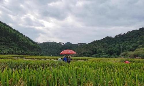 湖南晚稻什么时候收割？收割的最佳时间是什么时候？