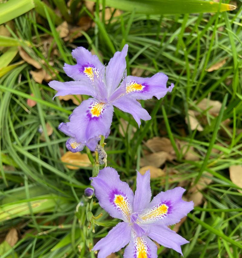 蝴蝶花什么时候开花？花期持续多久？