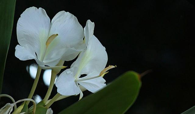 蝴蝶花开花后应该怎么办？处理方法有哪些？