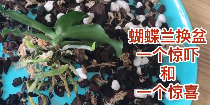 蝴蝶兰配土方法是什么？种植土壤如何选择？