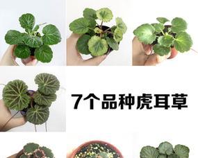 虎耳草喜阴还是喜阳？如何正确养护虎耳草？