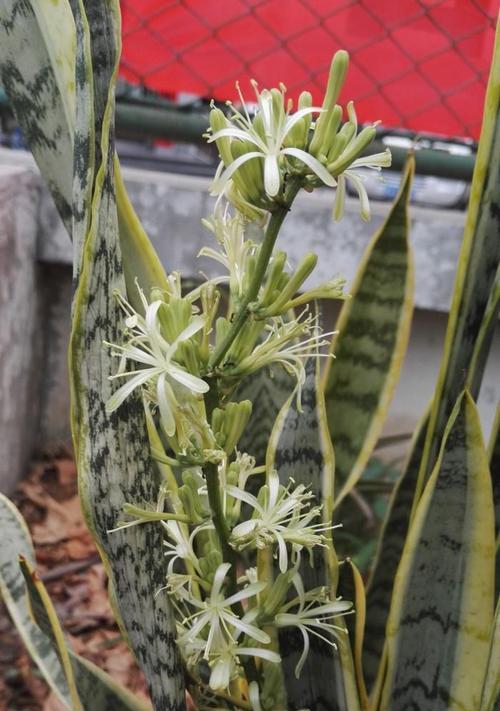 虎耳兰开花吗？虎耳兰的开花时间是什么时候？