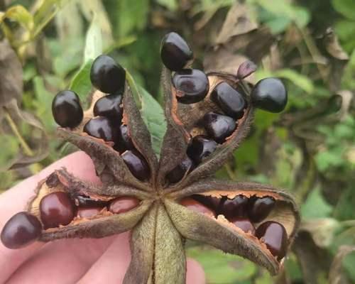 牡丹花种子种植的最佳时机是什么时候？