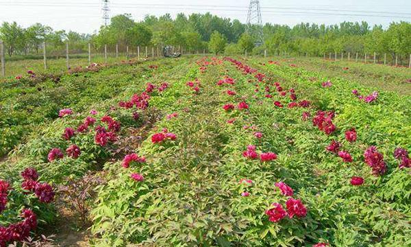 牡丹的最佳种植时间是什么时候？种植后如何管理？