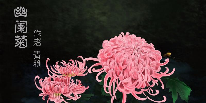 粉色菊花的花语是什么？粉色菊花代表什么含义？